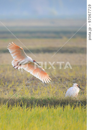 朱鷺と田園風景3 朱鷺と田園風景3 97067719