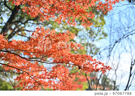 紅葉　もみじ　楓　 97067788