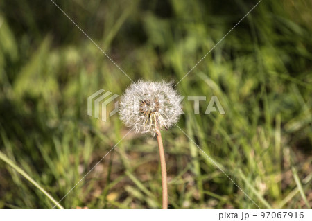 dandelion flower on meadow 97067916