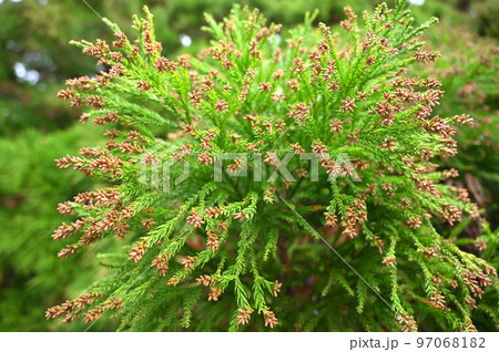 花粉症に大敵な杉の花 花粉症に大敵な杉の花 97068182