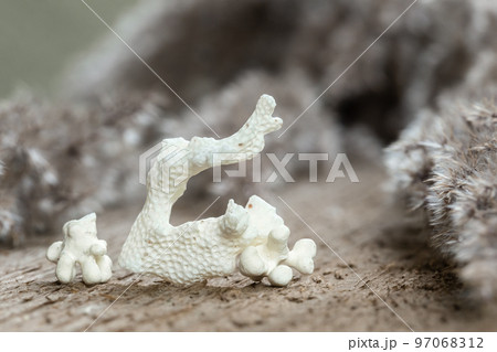 White Natural Sea Coral Fossil on Wood Background White Natural Sea Coral Fossil on Wood Background 97068312