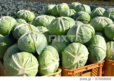 収穫したキャベツ 97068666