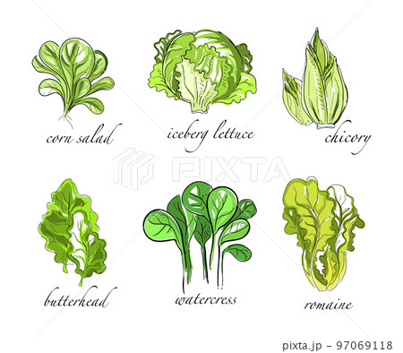 Amaranth drawing easy, Leafy vegetable drawing for EVS, Amaranth plant  drawing easy, चौलाई का साग - YouTube