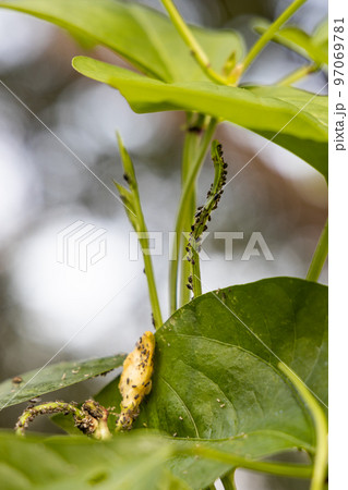 Aphid bugs infested fresh long yard bean in garden Aphid bugs infested fresh long yard bean in garden 97069781