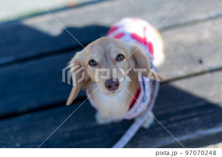 公園で散歩をするダックスフンド 97070248