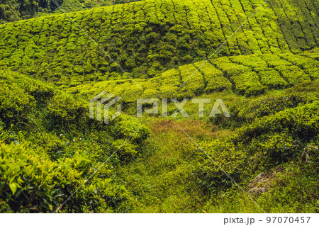 Amazing landscape view of tea plantation in sunset, sunrise time. Nature background with blue sky and foggy 97070457