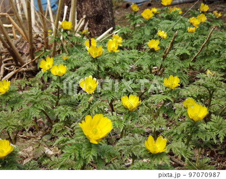 満開の福寿草 群生 97070987