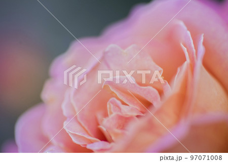 花 バラ 薔薇 黄色 白 ピンク 赤 バラ園 花びら 花 バラ 薔薇 黄色 白 ピンク 赤 バラ園 花びら 97071008