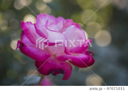 花 バラ 薔薇 黄色 白 ピンク 赤 バラ園 花びら 花 バラ 薔薇 黄色 白 ピンク 赤 バラ園 花びら 97071031
