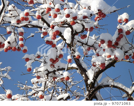 赤南天と雪 縁起物 97071063