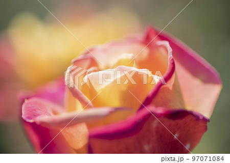 花　バラ　薔薇　ピンク　赤　バラ園　花びら 97071084