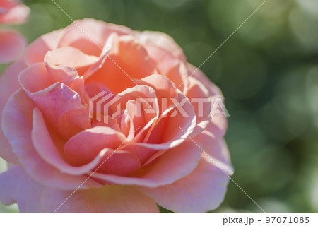 花 バラ 薔薇 ピンク 赤 バラ園 花びら 花 バラ 薔薇 ピンク 赤 バラ園 花びら 97071085