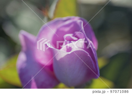 花 バラ 薔薇 紫 ピンク 赤 バラ園 花びら 花 バラ 薔薇 紫 ピンク 赤 バラ園 花びら 97071086