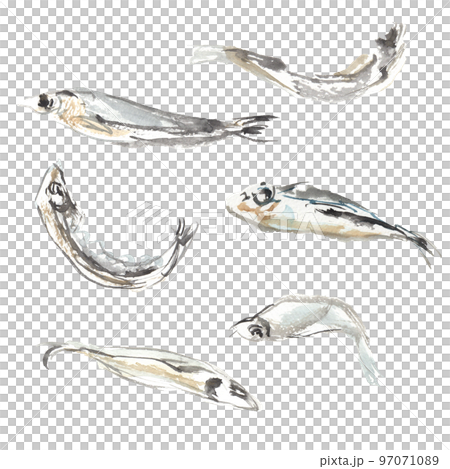 水彩畫的干沙丁魚插圖 97071089