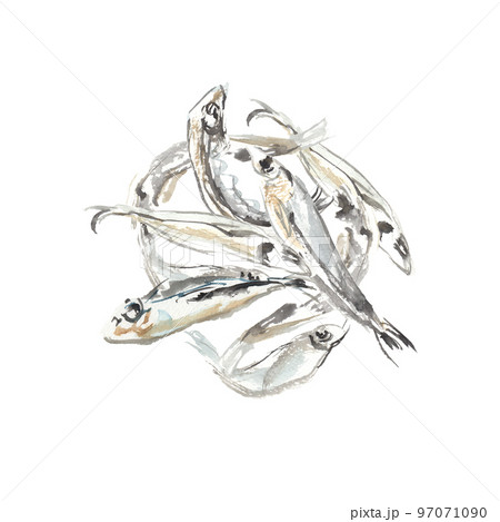 水彩で描いた煮干しのイラスト 97071090