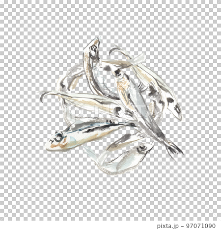 水彩で描いた煮干しのイラスト 97071090