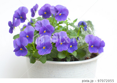 青紫色のすみれ　ビオラ 97072055
