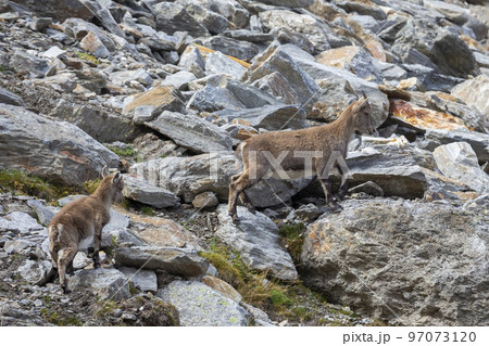Alpine ibex (Capra ibex) in the Swiss Alps 97073120