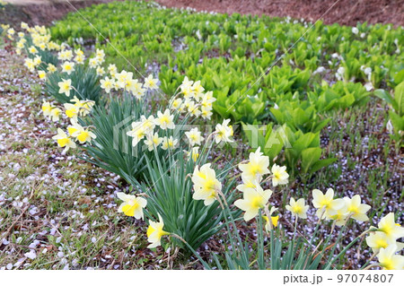 雪国に春を告げる花 ミズバショウとスイセン(野口水ばしょう公園 新潟県 十日町市) 雪国に春を告げる花 ミズバショウとスイセン(野口水ばしょう公園 新潟県 十日町市) 97074807