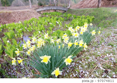 雪国に春を告げる花 ミズバショウとスイセン(野口水ばしょう公園 新潟県 十日町市) 雪国に春を告げる花 ミズバショウとスイセン(野口水ばしょう公園 新潟県 十日町市) 97074811