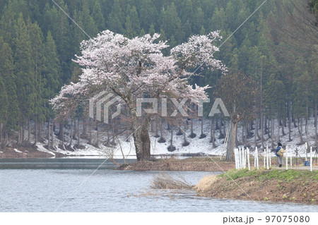 有名な名所に咲く桜(中子の桜 新潟県 津南町) 有名な名所に咲く桜(中子の桜 新潟県 津南町) 97075080