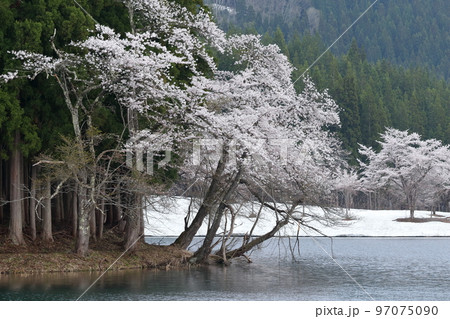 有名な名所に咲く桜（中子の桜　新潟県 津南町） 97075090