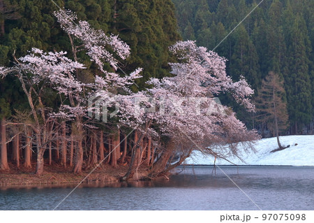 有名な名所に咲く桜（中子の桜　新潟県 津南町） 97075098