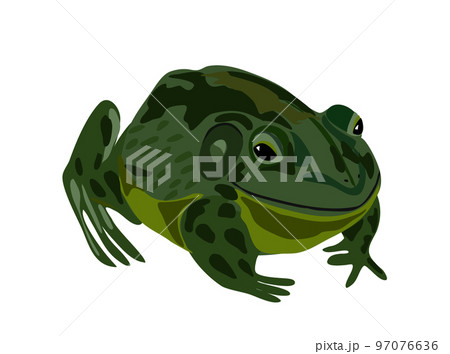 ウシガエルのイラスト 97076636