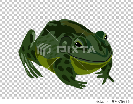ウシガエルのイラスト 97076636