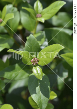 Laurustinus Gwenllian 97077117