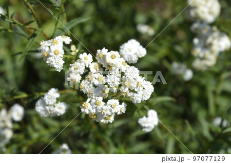 Sneezewort yarrow 97077129