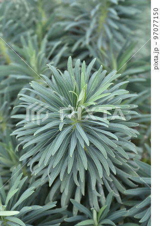 Wulfens spurge 97077150