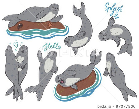 Set of cute seals isolated on white background. Vector graphics. Set of cute seals isolated on white background. Vector graphics. 97077906