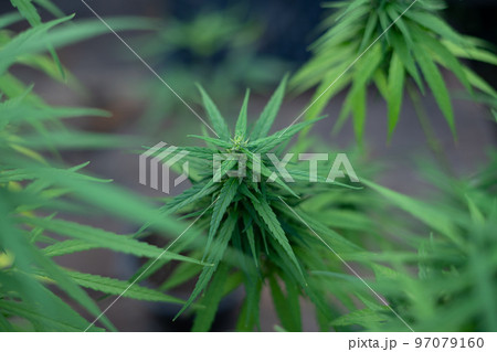 Thai cannabis Strain cannabis variety that grows natively in Thailand Thai cannabis Strain cannabis variety that grows natively in Thailand 97079160