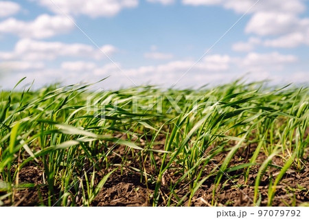 Young wheat sprouts. Organic green wheat in the field. Agriculture, gardening or ecology concept. 97079792