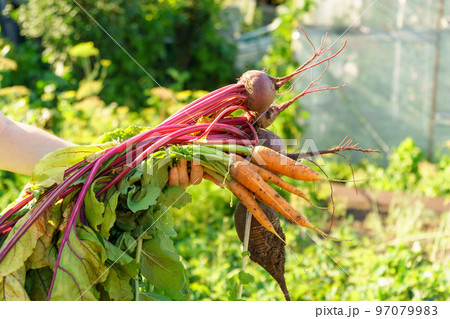 Freshly harvested unwashed organic beets and carrots. Unwashed beets. Environmentally friendly products dug out of the garden Freshly harvested unwashed organic beets and carrots. Unwashed beets. Environmentally friendly products dug out of the garden 97079983