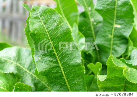 Horseradish Armoracia rusticana, syn. Cochlearia armoracia is a perennial plant of the family Brassicaceae. Selective focus Horseradish Armoracia rusticana, syn. Cochlearia armoracia is a perennial plant of the family Brassicaceae. Selective focus 97079994