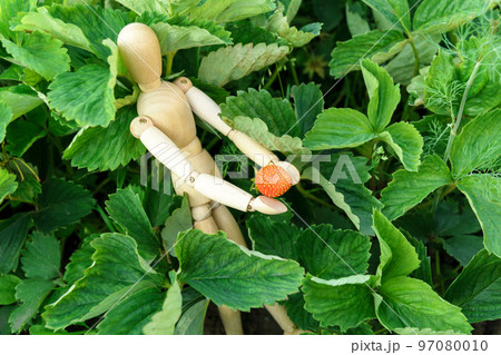 Farmer mannequin picking fresh red strawberries on organic strawberry field. Selective focus Farmer mannequin picking fresh red strawberries on organic strawberry field. Selective focus 97080010