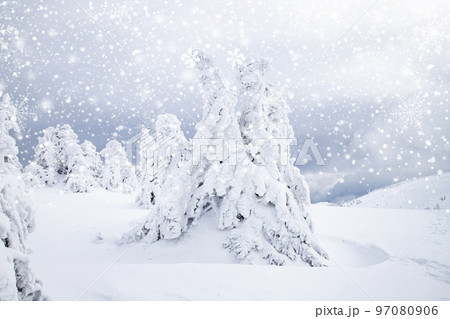 magical frozen winter landscape with snow covered fir trees 97080906
