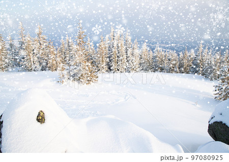 beautiful winter landscape with snowy fir trees beautiful winter landscape with snowy fir trees 97080925