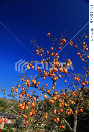 収穫直前の渋柿 97081413