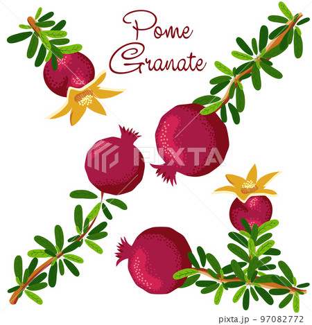 Pomegranate branches with fruits and flowers. Symbol of good luck, eternal life, love, fertility, abundance. Symbol of Israel and Azerbaijan 97082772