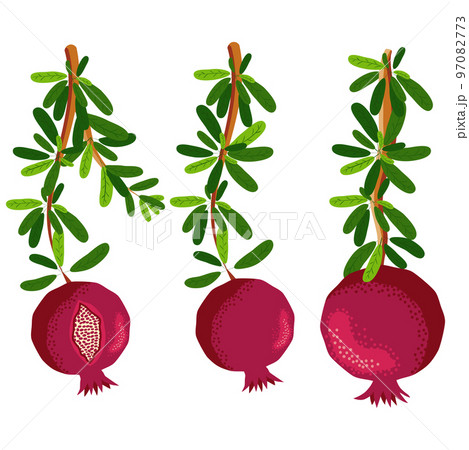 Pomegranate branches with fruits and flowers. Symbol of good luck, eternal life, love, fertility, abundance. Symbol of Israel and Azerbaijan 97082773