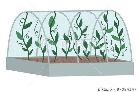 Vector greenhouse with green climbing plants. Flat hot house illustration isolated on white background. Side view greenroom picture. Spring garden illustration. 97084347