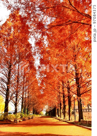 紅葉燃ゆる…錦秋のメタセコイヤ並木 97084375