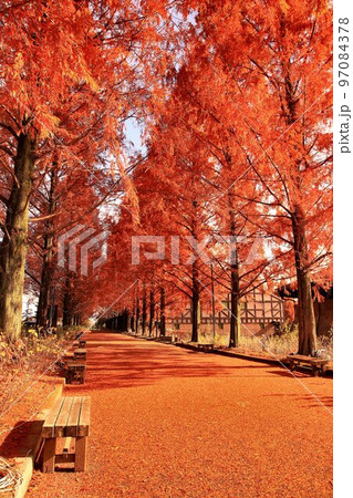 紅葉燃ゆる…錦秋のメタセコイヤ並木 97084378