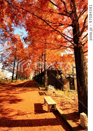 紅葉燃ゆる…錦秋のメタセコイヤ並木 97084381