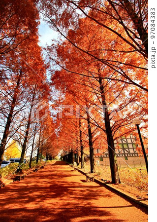 紅葉燃ゆる…錦秋のメタセコイヤ並木 97084383