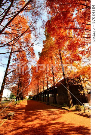 紅葉燃ゆる…錦秋のメタセコイヤ並木 97084384