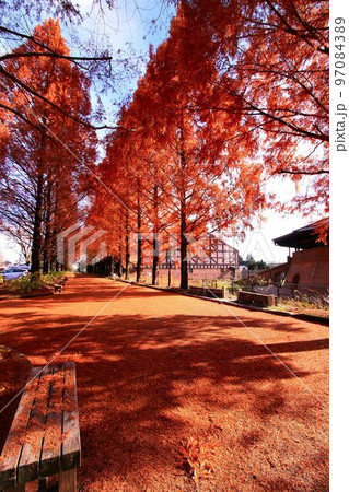 紅葉燃ゆる…錦秋のメタセコイヤ並木 97084389